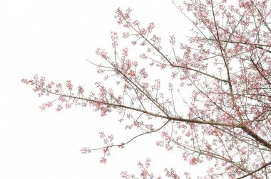 Tayland 'da Phaya suae çiçeği veya sakura çiçeği