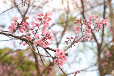 Tayland 'da Phaya suae çiçeği veya sakura çiçeği