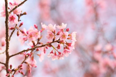 Tayland 'da Phaya suae çiçeği veya sakura çiçeği