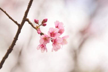 Tayland 'da Phaya suae çiçeği veya sakura çiçeği