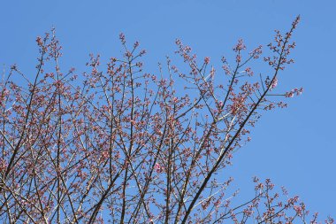 Tayland 'da Phaya suae çiçeği veya sakura çiçeği