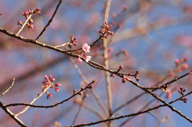 Tayland 'da Phaya suae çiçeği veya sakura çiçeği