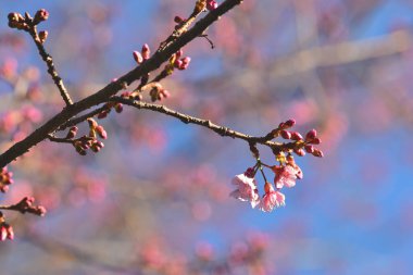 Tayland 'da Phaya suae çiçeği veya sakura çiçeği