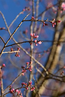 Tayland 'da Phaya suae çiçeği veya sakura çiçeği