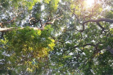 Doğanın arka planına sahip büyük ağacı düzenle