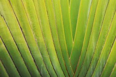 Arkaplan için doğanın detayları 