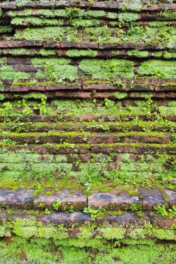 close up of green leaves on brick wall for background                                                                                                                                                           