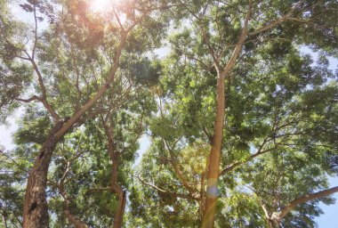 Doğanın arka planına sahip büyük ağacı düzenle