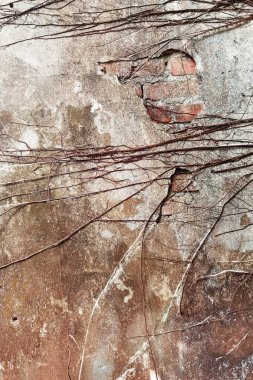 Eski duvardaki kök ağacını kapat.