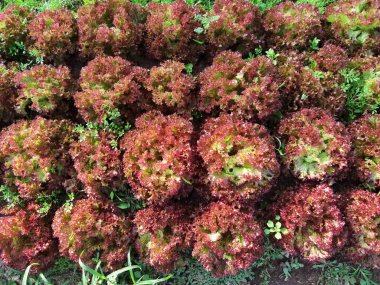 Büyüyen organik sebze çiftlikleri arka planı için                                                                                           