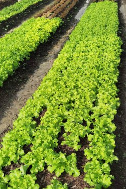 Büyüyen organik sebze çiftlikleri arka planı için                                                                                           