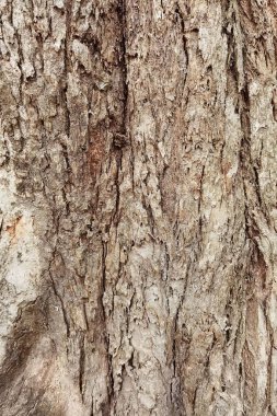 Ağaç kabuğu doku arka plan için yakın çekim