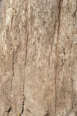 Ağaç kabuğu doku arka plan için yakın çekim