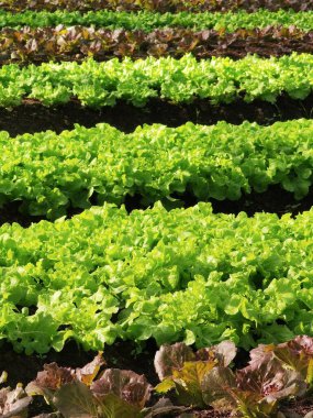 Büyüyen organik sebze çiftlikleri arka planı için             