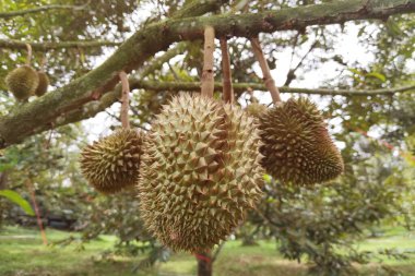 Ağaçta asılı duran duranların yakınına.