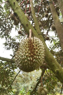 Ağaçta asılı duran duranların yakınına.
