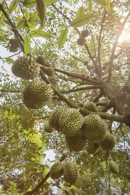 Ağaçta asılı duran duranların yakınına.