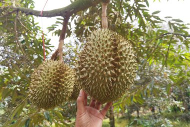 Ağaçta asılı duran duranların yakınına.