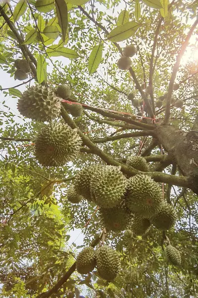 Ağaçta asılı duran duranların yakınına.