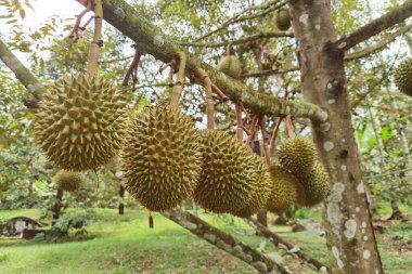 Ağaçta asılı duran duranların yakınına.