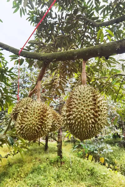 Ağaçta asılı duran duranların yakınına.