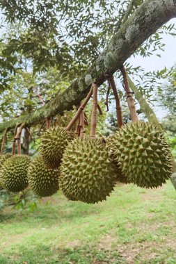 Ağaçta asılı duran duranların yakınına.