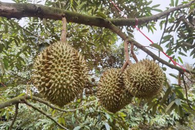 Ağaçta asılı duran duranların yakınına.