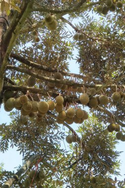 Ağaçta asılı duran duranların yakınına.