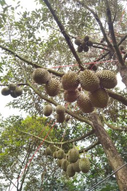 Ağaçta asılı duran duranların yakınına.