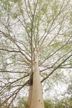 Doğanın arka planına sahip büyük ağacı düzenle