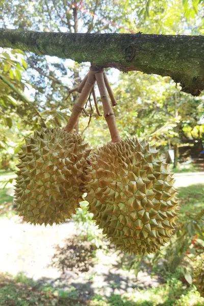 Ağaçta asılı duran duranların yakınına.