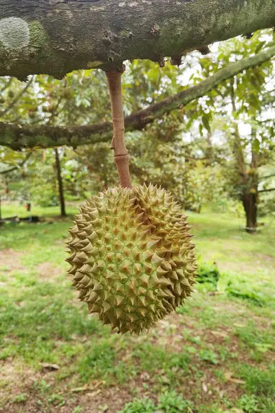 Ağaçta asılı duran duranların yakınına.