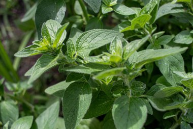 Oregano sağlıklı bitkilerden biridir.