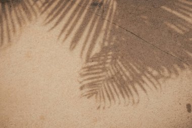 Deniz kenarındaki palmiye bahçesi.