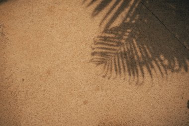 Deniz kenarındaki palmiye bahçesi.