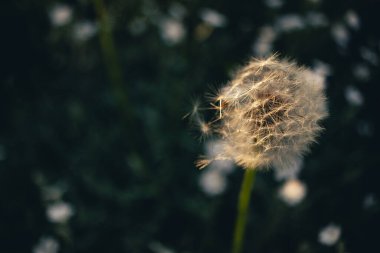 Doğanın etrafında kurumuş karahindiba