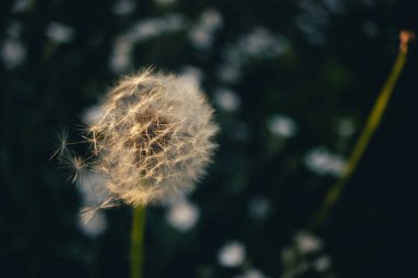 Doğanın etrafında kurumuş karahindiba