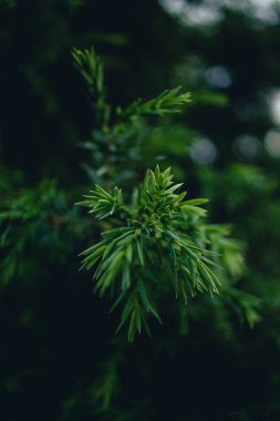 Noel ağacının iğneleri ve yağmur damlaları