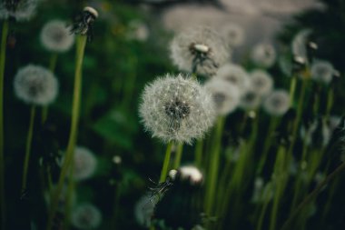 Doğanın etrafında kurumuş karahindiba