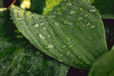 Yaz yağmurundan sonra yapraklar