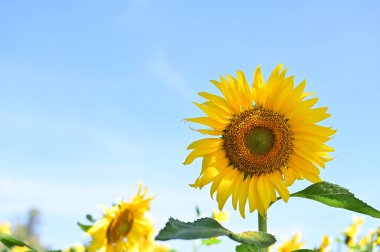 Güzel bir tarla Taze ayçiçeği Sabah güneşi parlıyor. Altın ışık ve bulanık..