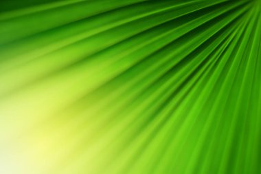 Ormandaki bulanık yeşil arka plandaki yeşil yaprağın doğaya bakışı. Harflere yer bırak, yaprak ve yüzeysel alan derinliğine odaklan..