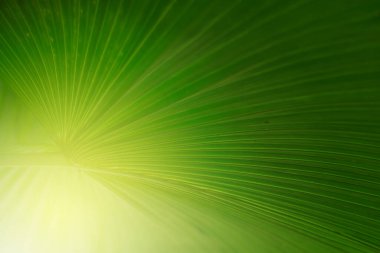 Ormandaki bulanık yeşil arka plandaki yeşil yaprağın doğaya bakışı. Harflere yer bırak, yaprak ve yüzeysel alan derinliğine odaklan..