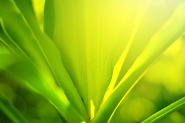 Ormandaki bulanık yeşil arka plandaki yeşil yaprağın doğaya bakışı. Harflere yer bırak, yaprak ve yüzeysel alan derinliğine odaklan..