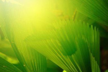 Ormandaki bulanık yeşil arka plandaki yeşil yaprağın doğaya bakışı. Harflere yer bırak, yaprak ve yüzeysel alan derinliğine odaklan..