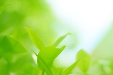 Ormandaki bulanık yeşil arka plandaki yeşil yaprağın doğaya bakışı. Harflere yer bırak, yaprak ve yüzeysel alan derinliğine odaklan..