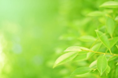 Ormandaki bulanık yeşil arka plandaki yeşil yaprağın doğaya bakışı. Harflere yer bırak, yaprak ve yüzeysel alan derinliğine odaklan..