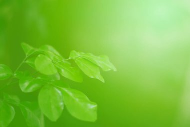 Ormandaki bulanık yeşil arka plandaki yeşil yaprağın doğaya bakışı. Harflere yer bırak, yaprak ve yüzeysel alan derinliğine odaklan..