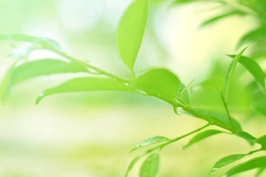 Ormandaki bulanık yeşil arka plandaki yeşil yaprağın doğaya bakışı. Harflere yer bırak, yaprak ve yüzeysel alan derinliğine odaklan..