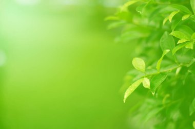 Ormandaki bulanık yeşil arka plandaki yeşil yaprağın doğaya bakışı. Harflere yer bırak, yaprak ve yüzeysel alan derinliğine odaklan..